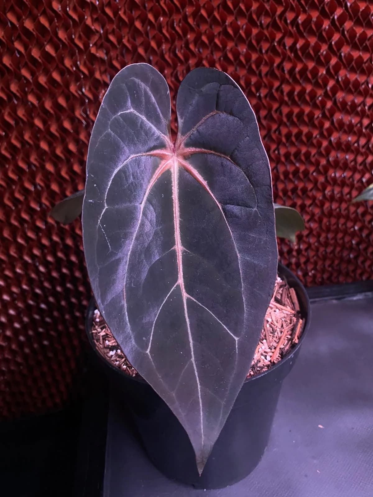 Anthurium Blood Queen
