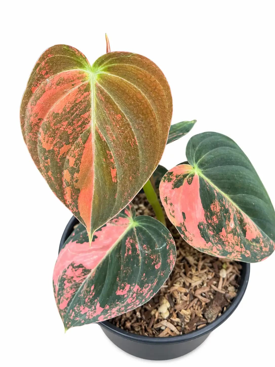 Philodendron melanochrysum orange variegated