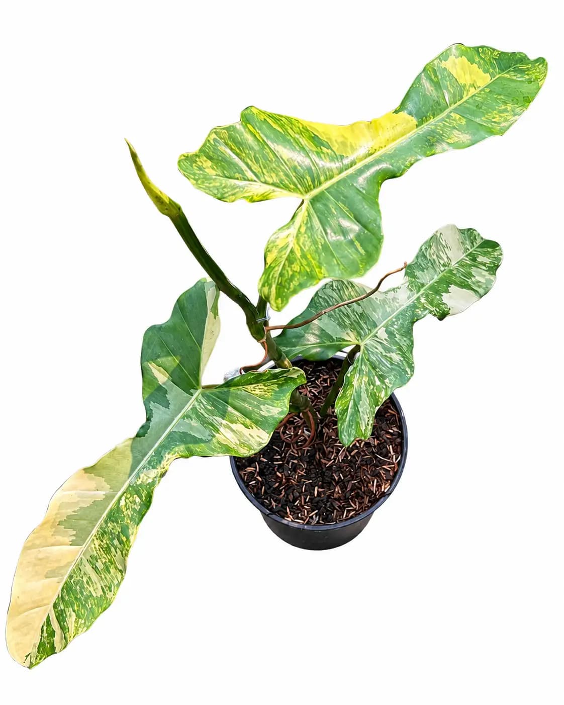 Philodendron Paradise Beauty
