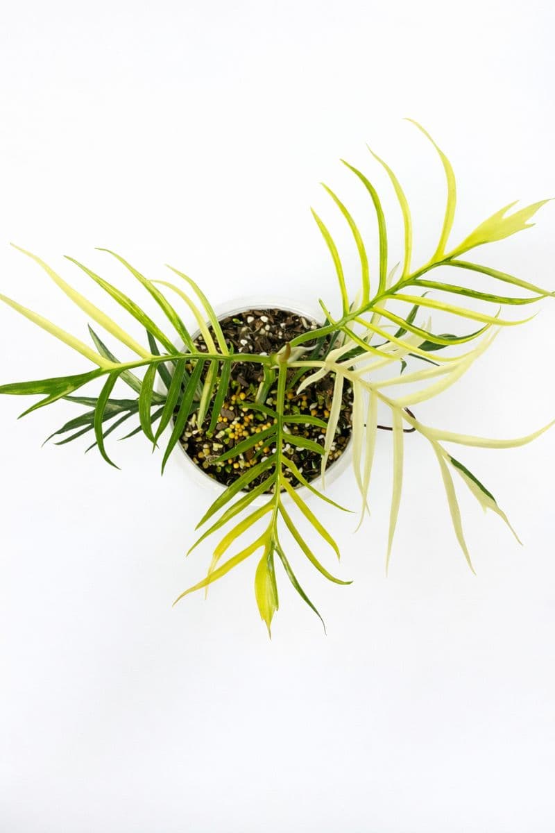 Philodendron Tortum Variegated